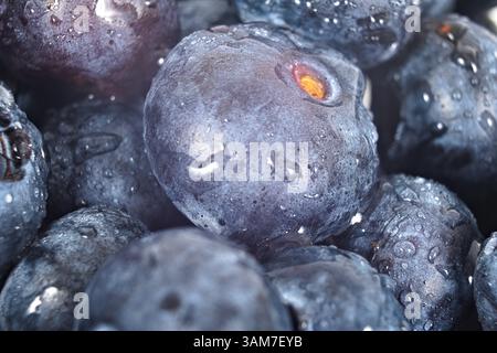 Uno scatto ravvicinato di mirtilli freschi e maturi ricoperti da piccole gocce d'acqua, creando un'immagine rinfrescante e visivamente accattivante. Foto Stock