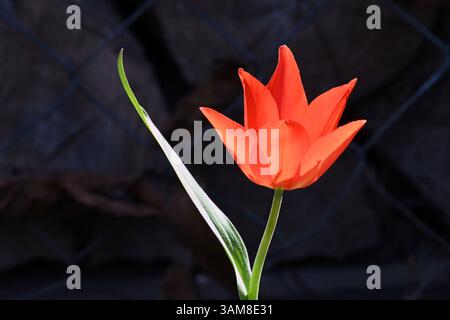 Primo piano di tulipani rossi vibranti (Tulipa praestans) con foglie verdi alla luce del sole su sfondo scuro Foto Stock