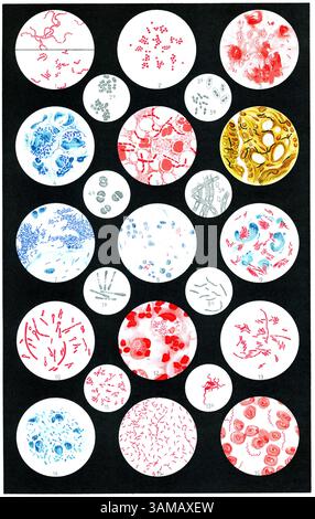 Illustrazione scientifica vintage di vari batteri patogeni. Pubblicazione della "Meyers encyclopedia", Vol. 7, Lipsia, Germania, 1910. Foto Stock