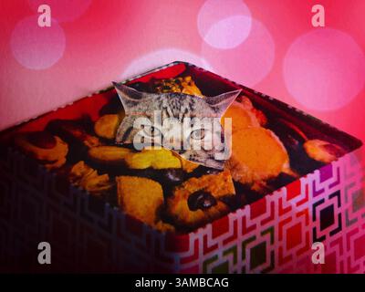 Un gatto nascosto in una scatola di biscotti Foto Stock