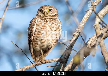 DAVIE, Florida, Stati Uniti. 13 aprile 2025. Un gufo scavato si trova su un ramo d'albero a DAVIE, Florida, il 13 aprile 2025. Nonostante la loro piccola statura, questi feroci rapaci sono noti per il loro comportamento audace e lo sguardo penetrante, spesso visti custodire i loro nidi di terra con una sorprendente tenacia. (Immagine di credito: © Ronen Tivony/ZUMA Press Wire) SOLO PER USO EDITORIALE! Non per USO commerciale! Foto Stock