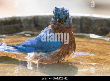 Un uccello rosso maschio si ferma in un bagno di uccelli dopo essersi bagnato di acqua. Foto Stock