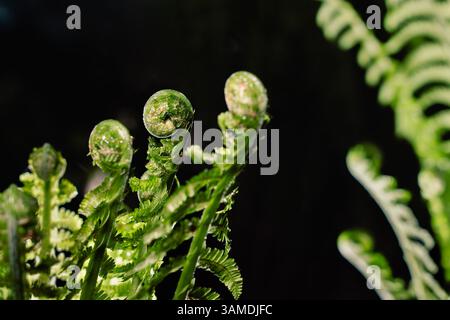 Primo piano di fronde di felce verdi che si arricciano ermeticamente con gocce d'acqua sulle foglie, macro natura, consistenza vegetale Foto Stock