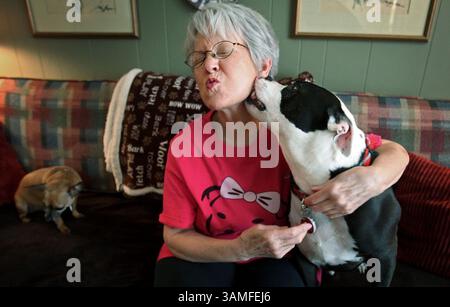 12 marzo 2014 - Memphis, Tennessee, Stati Uniti - Judy Sutton riceve un bacio sciocco dal suo pit Bull AC mentre il suo Chihuahua, Julio, si mette a proprio agio sul divano, 12 marzo 2014, a Memphis, Tenn Sutton ha adottato AC from the Hearts of Gold Pit Rescue circa quattro anni fa e ha portato Julio fuori dalle strade poco tempo dopo. (Immagine di credito: © Mike Brown/MCT/ZUMAPRESS.com) Foto Stock