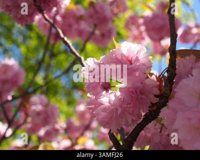 Primo piano della fioritura di un ciliegio giapponese (prunus serrulata Lidl.) nei rami anteriori e nelle foglie. Bonn, Germania, aprile. Concetto: Primavera, sakura, ch Foto Stock