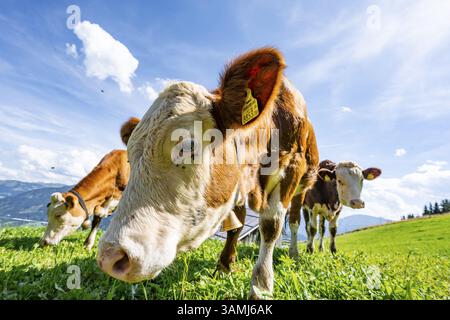 Tre giovani e curiosi vitelli (Bos primigenius taurus), mucche su un prato alpino, che si stendono verso la telecamera, Simmental Cattle, Hochbrixe Foto Stock