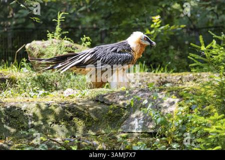 Avvoltoio barbuto (Gypaetus barbatus) in cattività in Germania Foto Stock