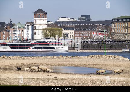 Reno vicino a Duesseldorf, acque estremamente basse, livello del Reno a 114 cm, dopo la marcia più arida e più calda da quando sono iniziati i record meteorologici, la riva sinistra di t Foto Stock