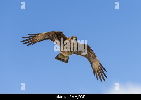 Falco Peregrine (Falco peregrinus) in volo con ali allungate vicino a Caleta Gonzalo, Parco Nazionale Pumalin-Douglas Tompkins, Chaiten, Los Lagos Foto Stock