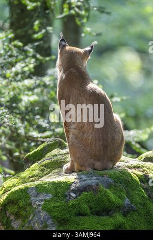 Lince eurasiatica (Lynx Lynx) seduta su una roccia coperta di muschio nella foresta, prigioniera, Parco Nazionale della Foresta Bavarese, Baviera, Germania, Europa Foto Stock