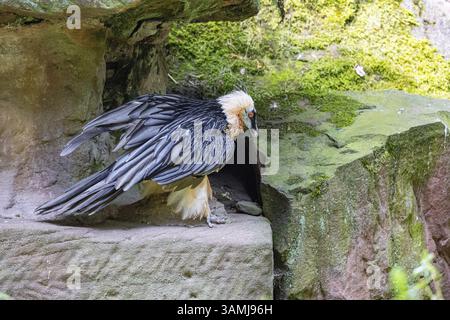 Avvoltoio barbuto (Gypaetus barbatus) in cattività in Germania Foto Stock