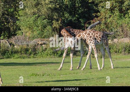 Due giraffe di Rothschild (Giraffa camelopardalis camelopardalis) durante una battaglia a testa in un prato verde Foto Stock