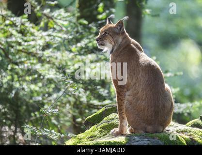 Lince eurasiatica (lince lince) seduta su una roccia coperta di muschio nella foresta e guardando attentamente, prigioniero, Parco Nazionale della Foresta Bavarese, Baviera, Germa Foto Stock