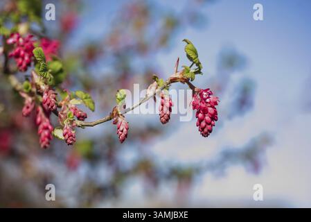 Bella ribes sanguigno (Ribes sanguineum) Foto Stock