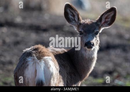 Mule cervi, Wallowa Valley, Oregon. Foto Stock