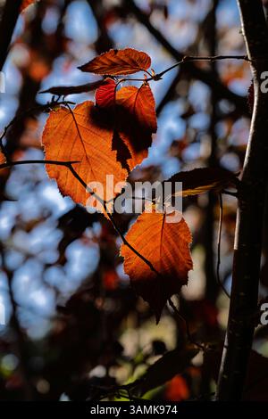 Foglie retroilluminate di un faggio di rame (Fagus sylvatica F. purpurea) che cresce in primavera a RHS Garden Wisley, Surrey, Inghilterra sud-orientale Foto Stock