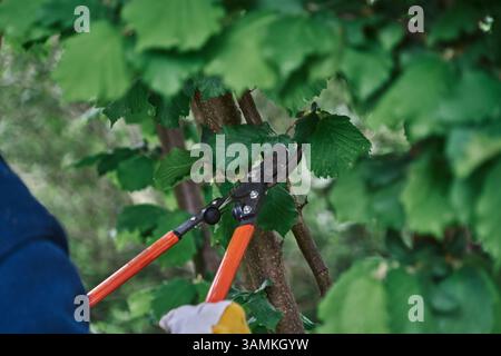 prugne rami in giardino con lunghe cesoie per potatura e proteggono le mani con guanti gialli Foto Stock