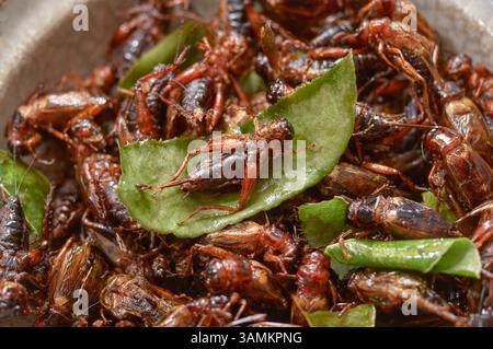 Crickets fritti croccanti con foglie di lime Kaffir: Un Crunch unico Foto Stock
