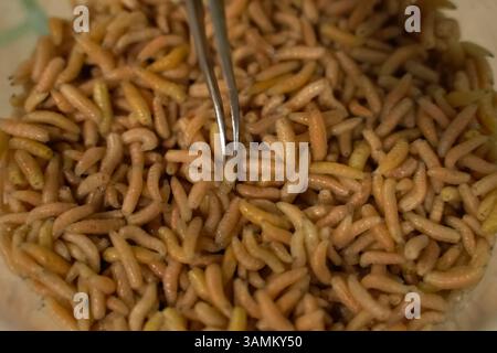 Larve di mosca. BRULICANTI LARVE DI MOSCA per esperimenti Foto Stock
