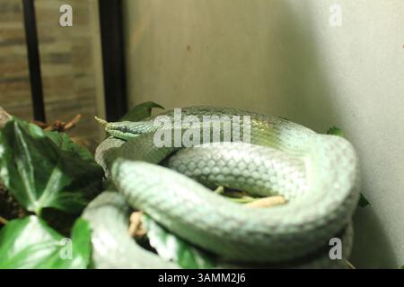 Philodryas baroni serpente verde che strizza in un terrario in uno zoo. Foto Stock