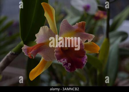Orchidea Cattleya, nota per i suoi petali voluminosi e i colori vivaci Foto Stock