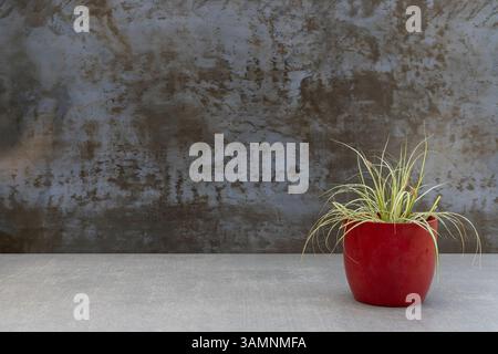 Carex oshimensis in vaso rosso su sfondo minimalista con spazio vuoto per il testo Foto Stock