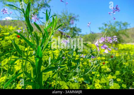 Spagnolo - Andalusia-Fruehling-aprile 2025 Blumen Feld mit Orychophragmus violaceus lilla Pflanzen Pflanzen gruenes tal Berge Landschaft Andalusien ist eine große autonome Region Spaniens an der Südküste des Landes. Andalusia Spanien *** Spagna Andalusia Primavera aprile 2025 campo di fiori con Orychophragmus violaceus lilla piante verdi valle paesaggio montagne l'Andalusia è una grande regione autonoma della Spagna sulla costa meridionale del paese Andalusia Spagna Foto Stock