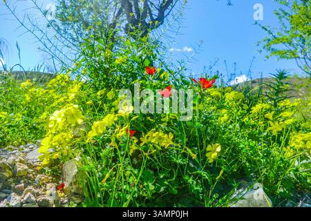 Spagnolo - Andalusien-Fruehling-aprile 2025 Blumen Feld mit Roten Klatsch Mon Pflanzen gruenes tal Berge Landschaft Der Klatschmohn Papaver rhoeas, auch Mohnblume oder Klatschrose genannt, ist eine Pflanzenart aus der Gattung Mohn Papaver innerhalb der Familie der Mohngewaechine des Südküste Andalusien Laneeeeeehling des Lanehling des Andalusien große Andalusien Andalusien Spausien Lanehling des Lanehling. Andalusia Spanien *** Spagna Andalusia Primavera aprile 2025 Fiori campo con Papaveri rossi piante Mon Valle Verde Montagne paesaggio il papavero roeas , chiamato anche fiore di papavero o rosa di papavero, è una specie di pianta del genere Papaver po Foto Stock