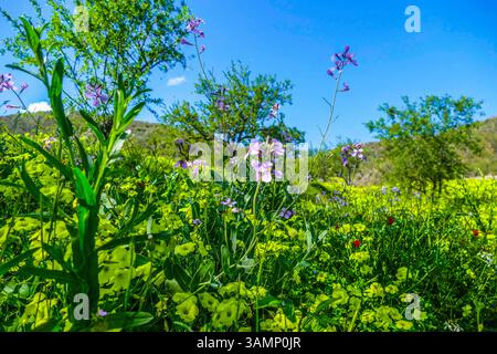 Spagnolo - Andalusia-Fruehling-aprile 2025 Blumen Feld mit Orychophragmus violaceus lilla Pflanzen Pflanzen gruenes tal Berge Landschaft Andalusien ist eine große autonome Region Spaniens an der Südküste des Landes. Andalusia Spanien *** Spagna Andalusia Primavera aprile 2025 campo di fiori con Orychophragmus violaceus lilla piante verdi valle paesaggio montagne l'Andalusia è una grande regione autonoma della Spagna sulla costa meridionale del paese Andalusia Spagna Foto Stock