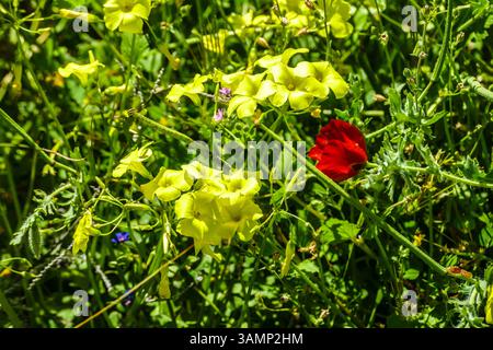 Spagnolo - Andalusien-Fruehling-aprile 2025 Blumen Feld mit Roten Klatsch Mon Pflanzen gruenes tal Berge Landschaft Der Klatschmohn Papaver rhoeas, auch Mohnblume oder Klatschrose genannt, ist eine Pflanzenart aus der Gattung Mohn Papaver innerhalb der Familie der Mohngewaechine des Südküste Andalusien Laneeeeeehling des Lanehling des Andalusien große Andalusien Andalusien Spausien Lanehling des Lanehling. Andalusia Spanien *** Spagna Andalusia Primavera aprile 2025 Fiori campo con Papaveri rossi piante Mon Valle Verde Montagne paesaggio il papavero roeas , chiamato anche fiore di papavero o rosa di papavero, è una specie di pianta del genere Papaver po Foto Stock