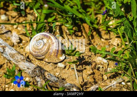 Spagnolo - Andalusia-Fruehling-aprile 2025 Scnecke Blumen Feld Pflanzen Pflanzen gruenes tal Berge Landschaft Natur Schnecken sind eine Tierklasse aus dem Stamm der Weichtiere Andalusien ist eine große autonome Region Spaniens an der Südküste des Landes. Andalusia Spanien *** Spagna Andalusia Primavera aprile 2025 Scnecke fiori campo piante piante verdi valle paesaggio natura lumache sono una classe di animali nei molluschi phylum l'Andalusia è una grande regione autonoma della Spagna sulla costa meridionale del paese Andalusia Spagna Foto Stock
