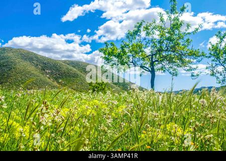 Spagnolo - Andalusia-Fruehling-aprile 2025 Blumen Feld Pflanzen Pflanzen gruenes tal Berge Landschaft Natur Andalusien ist eine große autonome Region Spaniens an der Südküste des Landes. Andalusia Spanien *** Spagna Andalusia primavera aprile 2025 fiori campo piante piante valle verde paesaggio natura Andalusia è una grande regione autonoma della Spagna sulla costa meridionale del paese Andalusia Spagna Foto Stock