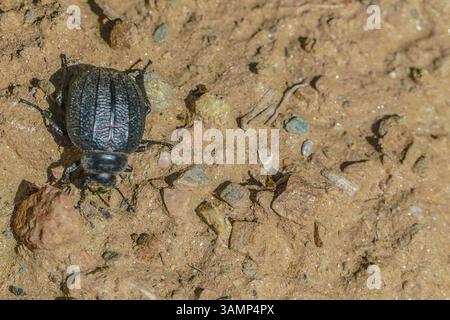 Spagnolo - Andalusia-Fruehling-aprile 2025 Schwarzkaefer auf dem Boden Strand Sand Steine Landschaft Natur Andalusien ist eine große autonome Region Spaniens an der Südküste des Landes. Andalusia Spanien *** Spagna Andalusia Primavera aprile 2025 scarabeo nero sul terreno spiaggia sabbia pietre paesaggio natura l'Andalusia è una grande regione autonoma della Spagna sulla costa meridionale del paese Andalusia Spagna Foto Stock