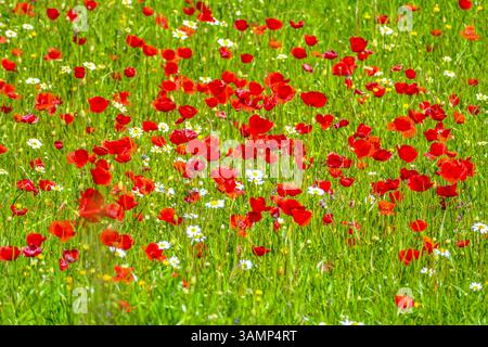 Spagnolo - Andalusien-Fruehling-aprile 2025 Blumen Feld mit Roten Klatsch Mon Pflanzen gruenes tal Berge Landschaft Der Klatschmohn Papaver rhoeas, auch Mohnblume oder Klatschrose genannt, ist eine Pflanzenart aus der Gattung Mohn Papaver innerhalb der Familie der Mohngewaechine des Südküste Andalusien Laneeeeeehling des Lanehling des Andalusien große Andalusien Andalusien Spausien Lanehling des Lanehling. Andalusia Spanien *** Spagna Andalusia Primavera aprile 2025 Fiori campo con Papaveri rossi piante Mon Valle Verde Montagne paesaggio il papavero roeas , chiamato anche fiore di papavero o rosa di papavero, è una specie di pianta del genere Papaver po Foto Stock