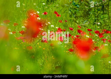 Spagnolo - Andalusien-Fruehling-aprile 2025 Blumen Feld mit Roten Klatsch Mon Pflanzen gruenes tal Berge Landschaft Der Klatschmohn Papaver rhoeas, auch Mohnblume oder Klatschrose genannt, ist eine Pflanzenart aus der Gattung Mohn Papaver innerhalb der Familie der Mohngewaechine des Südküste Andalusien Laneeeeeehling des Lanehling des Andalusien große Andalusien Andalusien Spausien Lanehling des Lanehling. Andalusia Spanien *** Spagna Andalusia Primavera aprile 2025 Fiori campo con Papaveri rossi piante Mon Valle Verde Montagne paesaggio il papavero roeas , chiamato anche fiore di papavero o rosa di papavero, è una specie di pianta del genere Papaver po Foto Stock