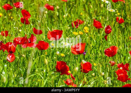 Spagnolo - Andalusien-Fruehling-aprile 2025 Feld mit Roten Klatsch Mon Pflanzen Der Klatschmohn Papaver rhoeas, auch Mohnblume oder Klatschrose genannt, ist eine Pflanzenart aus der Gattung Mohn Papaver innerhalb der Familie der Mohngewaechse Andalusien ist eine große autonome Südküste des Spaniens. Andalusia Spanien *** Spagna Andalusia Primavera aprile 2025 campo con Red Poppy Mon piante il papavero rosso rhoeas , chiamato anche fiore di papavero o rosa di papavero, è una specie di pianta del genere papavero all'interno della famiglia papavero l'Andalusia è una grande regione autonoma della Spagna ON Foto Stock