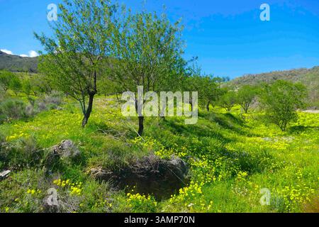 Spagnolo - Andalusia-Fruehling-aprile 2025 Blumen Feld Pflanzen Pflanzen gruenes tal Berge Landschaft Natur Andalusien ist eine große autonome Region Spaniens an der Südküste des Landes. Andalusia Spanien *** Spagna Andalusia primavera aprile 2025 fiori campo piante piante valle verde paesaggio natura Andalusia è una grande regione autonoma della Spagna sulla costa meridionale del paese Andalusia Spagna Foto Stock