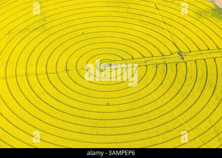 Vista aerea dei vivaci campi di colza con motivi circolari, Wyuna, Australia. Foto Stock
