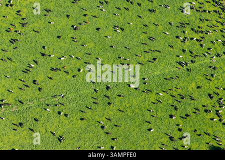 Vista aerea delle mucche da latte al pascolo in un pascolo verde, Kyabram, Australia. Foto Stock
