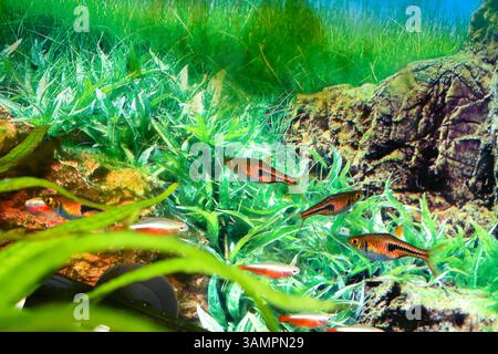 I Rasboras sono piccoli e vivaci pesci d'acqua dolce Foto Stock