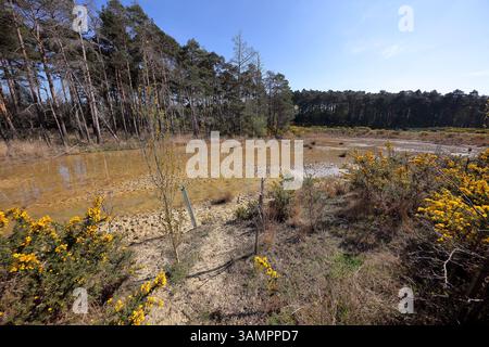 Una riserva d'acqua in gran parte secca utilizzata negli anni precedenti come precauzione antincendio in mezzo alla grande foresta di pini. Foto Stock
