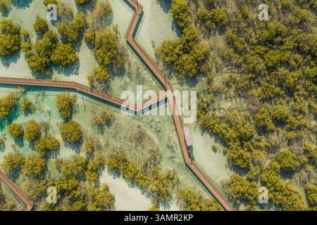 Vista aerea del parco a piedi delle mangrovie di Jubail ad Abu Dhabi, Emirati Arabi Uniti. Foto Stock