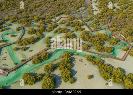 Vista aerea del parco a piedi delle mangrovie di Jubail ad Abu Dhabi, Emirati Arabi Uniti. Foto Stock