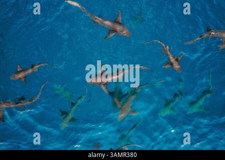 Vista aerea degli squali che nuotano liberamente nell'Oceano Indiano vicino all'atollo di Vaavu, Dhiggiri, Felidhu, Maldive. Foto Stock