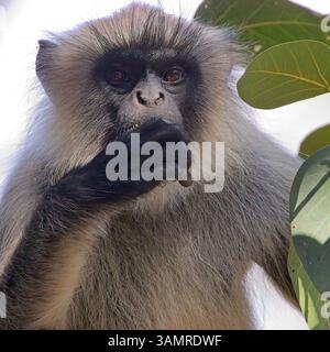 Northern Plains Grey langur (Semnopithecus entellus), Eating, Gir National Park, (Sasan Gir), Gujarat, India. Foto Stock