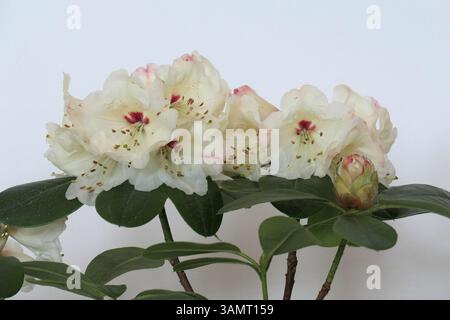 Primo piano del giallo limone con il fiore rosa della fioritura primaverile della cameriera da giardino rododendro. Foto Stock