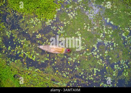 Vista aerea di un pescatore che lavora su una piccola canoa che raccoglie fiori d'acqua lungo il fiume Ichamati a Sirajdikhan, Dacca, Bangladesh. Foto Stock