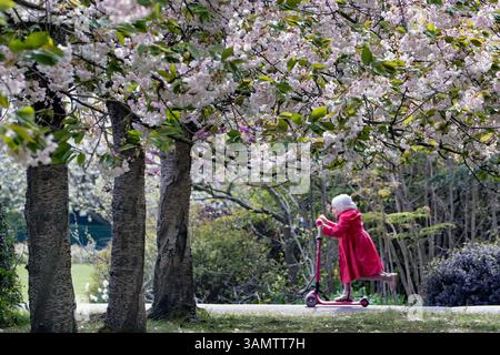 Fioritura dei ciliegi nel Regents Park di Londra, Regno Unito Foto Stock