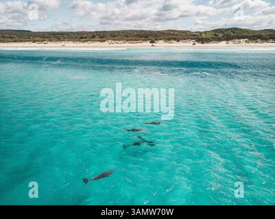 Vista aerea dei delfini che nuotano in acqua vicino alla spiaggia, alla costa di Fraser, Queensland, Australia. Foto Stock