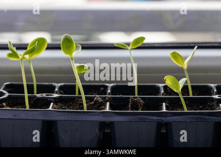 Giovani piantine di anguria che crescono all'interno in Tray Foto Stock